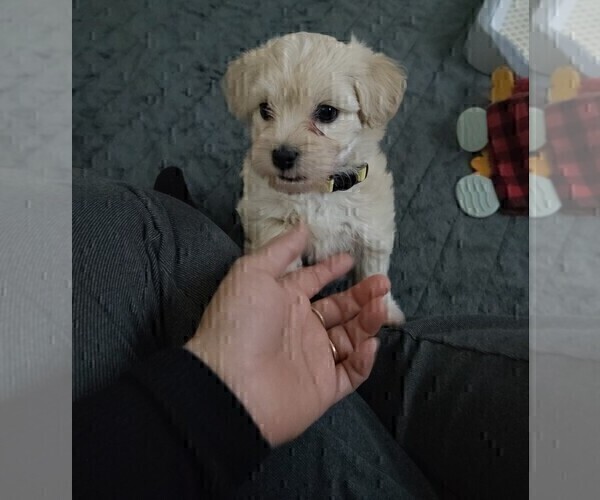 Medium Photo #3 Maltipoo (Miniature) Puppy For Sale in SAN ANTONIO, TX, USA