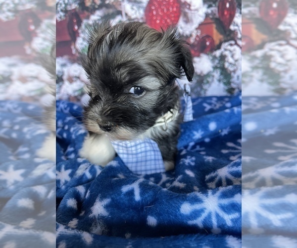 Medium Photo #3 Havanese Puppy For Sale in LANCASTER, PA, USA