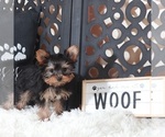 Small #1 Yorkshire Terrier