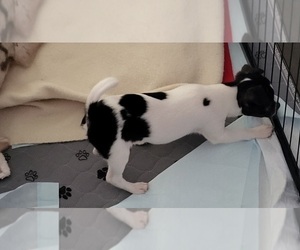 Chihuahua Puppy for sale in BLUE RIVER, WI, USA