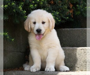 Golden Retriever Puppy for sale in FREDERICKSBG, OH, USA