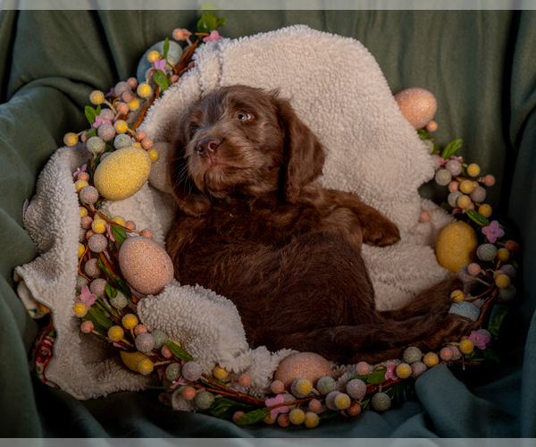 Medium Photo #2 Labradoodle Puppy For Sale in DEEPWATER, MO, USA