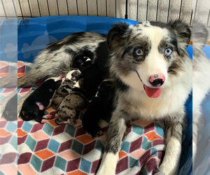 Mother of the Miniature Australian Shepherd puppies born on 11/06/2021