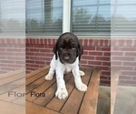 Puppy Flora German Shorthaired Pointer