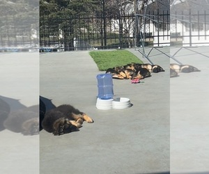 German Shepherd Dog Litter for sale in SAINT CHARLES, MN, USA