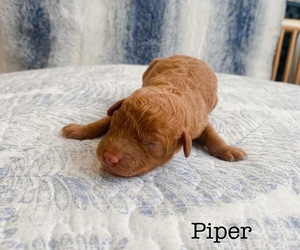 Cavapoo Puppy for sale in HOUMA, LA, USA