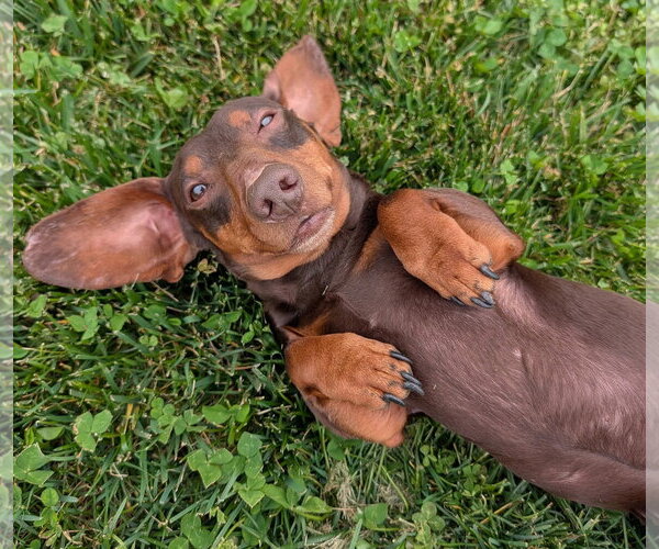Medium Photo #8 Dachshund Puppy For Sale in Shelbyville, TN, USA