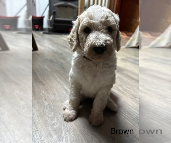 Medium Photo #1 Goldendoodle Puppy For Sale in PORT LEYDEN, NY, USA