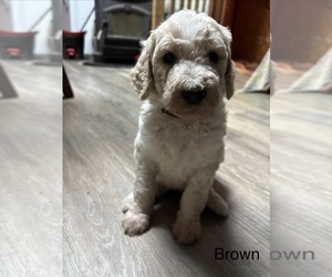 Medium Goldendoodle
