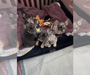 French Bulldog Puppy for Sale in BLUEFIELD, West Virginia USA