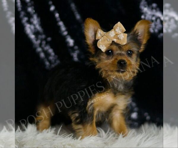 Medium Photo #4 Yorkshire Terrier Puppy For Sale in WARSAW, IN, USA