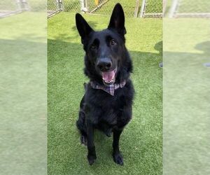 German Shepherd Dog Dogs for adoption in Fort Lauderdale, FL, USA