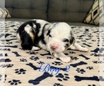 Small Photo #20 Australian Shepherd Puppy For Sale in SALISBURY, NC, USA
