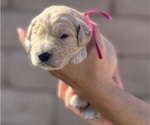 Small #7 Goldendoodle