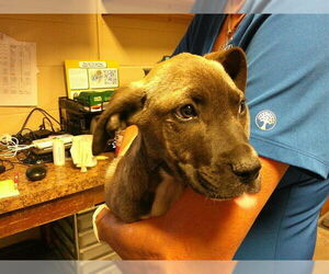 Labrador Retriever-Unknown Mix Dogs for adoption in Ocala, FL, USA