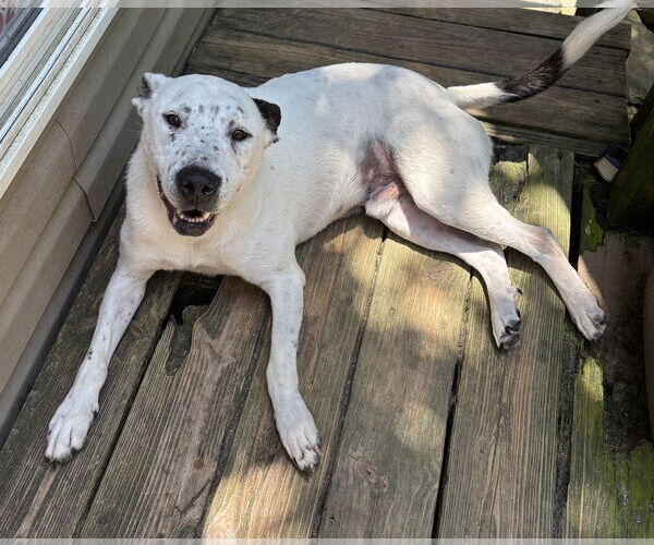 Medium Photo #4 Mutt Puppy For Sale in Harrison, AR, USA