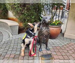 Small #28 German Shepherd Dog