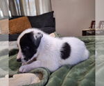 Small #4 Border Collie Mix