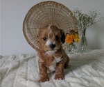 Small Photo #70 Poovanese Puppy For Sale in GOSHEN, IN, USA