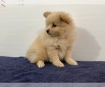 Small Photo #7 Pomeranian Puppy For Sale in DOWNING, MO, USA