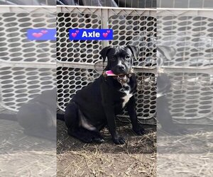 Labrador Retriever-Unknown Mix Dogs for adoption in Alexander, AR, USA