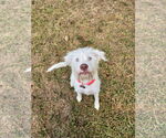 Small #2 Maltese Mix