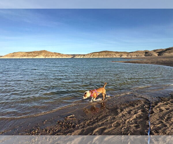 Medium Photo #4 Mutt Puppy For Sale in Vail, AZ, USA