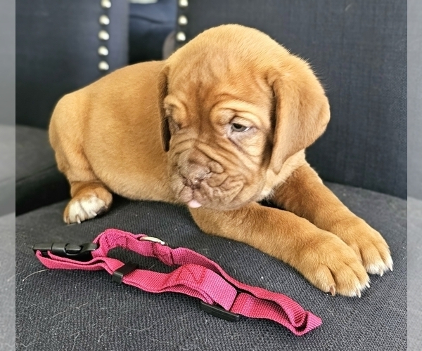 Medium Photo #4 Dogue de Bordeaux Puppy For Sale in RIALTO, CA, USA