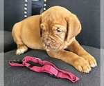 Small Photo #4 Dogue de Bordeaux Puppy For Sale in RIALTO, CA, USA