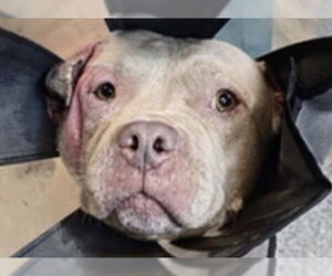 American Bulldog Dogs for adoption in Houston, TX, USA