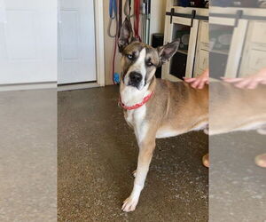 German Shepherd Dog-Huskies  Mix Dogs for adoption in Evansville, IN, USA