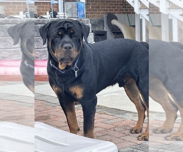 Medium Photo #1 Rottweiler Puppy For Sale in FAYETTEVILLE, PA, USA