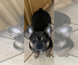 French Bulldog Puppy for sale in SACRAMENTO, CA, USA