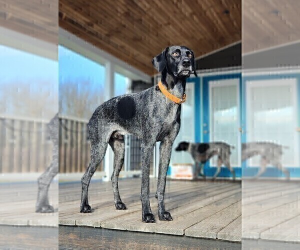 Medium Photo #1 German Shorthaired Pointer Puppy For Sale in SANBORN, NY, USA
