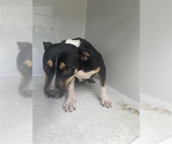 Medium Photo #1 American Pit Bull Terrier Puppy For Sale in Houston, TX, USA