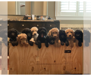Goldendoodle Puppy for sale in PALESTINE, TX, USA