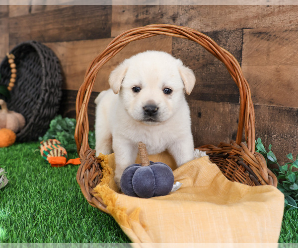Medium Photo #3 Labrador Retriever Puppy For Sale in SYRACUSE, IN, USA