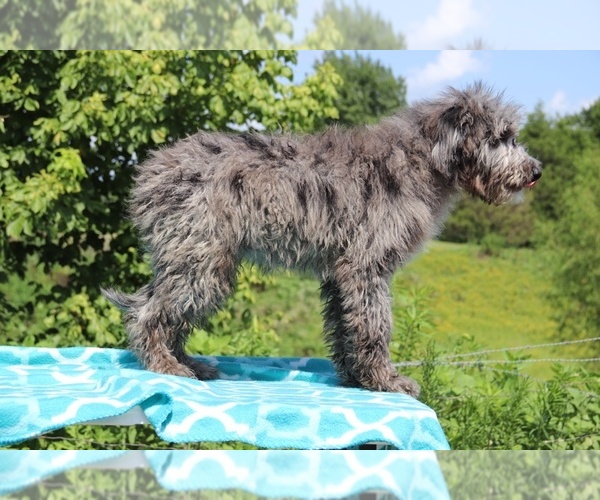 Medium Photo #4 Aussiedoodle Puppy For Sale in UNION CITY, TN, USA