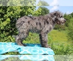 Small Photo #4 Aussiedoodle Puppy For Sale in UNION CITY, TN, USA