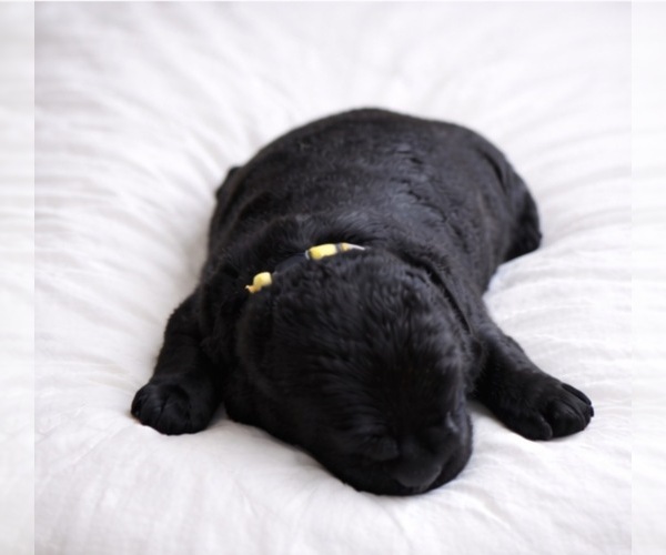 Medium Photo #1 Goldendoodle Puppy For Sale in NEWPORT, NC, USA