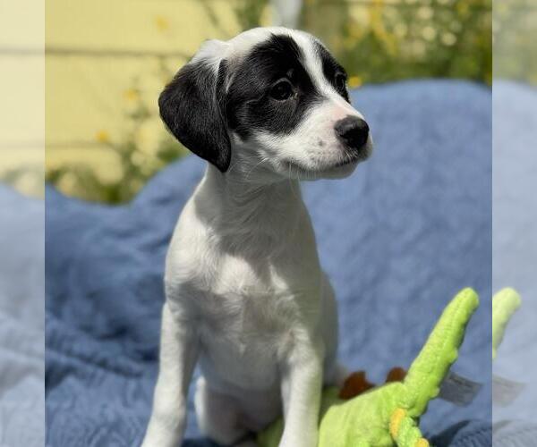 Medium Photo #3 Colonial Cocker Spaniel-Unknown Mix Puppy For Sale in San Diego, CA, USA