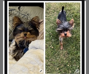 Yorkshire Terrier Puppy for sale in ANACORTES, WA, USA