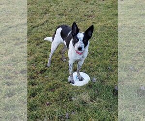 Gypsy Rose - Female Mutt Dog for Adoption - Photo #7