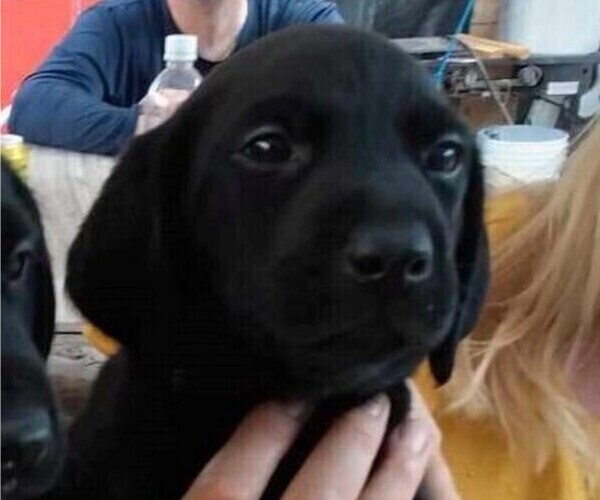 Medium Photo #1 Labrador Retriever Puppy For Sale in THE DALLES, OR, USA