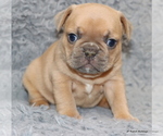 Small Photo #7 French Bulldog Puppy For Sale in WINNSBORO, TX, USA