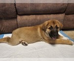 Puppy Green German Shepherd Dog-Great Pyrenees Mix