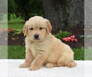 Golden Retriever Puppy for sale in NEWPORT, PA, USA