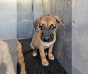 American Staffordshire Terrier Dogs for adoption in San Antonio, TX, USA