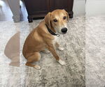 Small #2 Doberman Pinscher-Great Pyrenees Mix