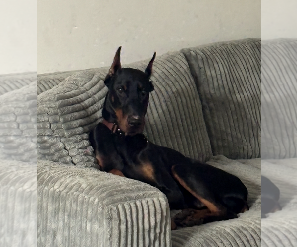 Medium Photo #2 Doberman Pinscher Puppy For Sale in Buffalo, MN, USA